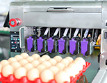 Marquage des œufs, Machine de marquage d'œufs