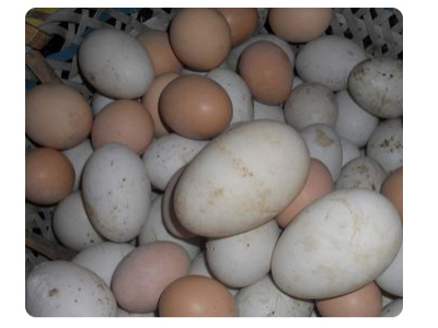 Épurateur d'œufs œufs frais,brosse nettoyage d'œufs silicone, nettoyeur brosse  œufs,outil brosse de nettoyage d'œufs, épurateur multifonctionnel légumes/ œufs, gadgets cuisine indispensables (Color : : Cuisine et Maison