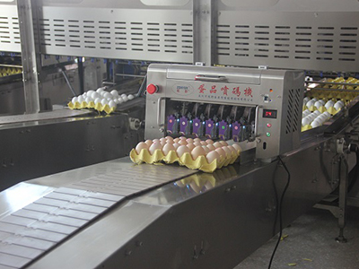 Machine de marquage d'œufs 406H