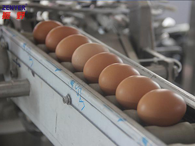 Casseuse d'œufs 501B (8000 OEUFS/HEURE)
