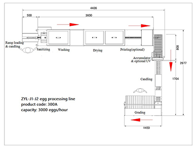 Ligne de traitement d'œufs 300A avec laveuse & calibreuse (3000 OEUFS/HEURE)