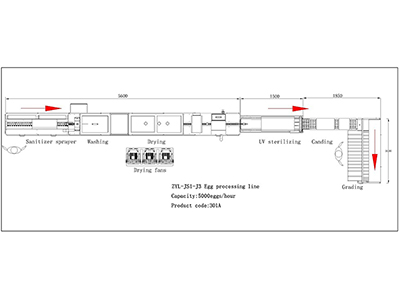 Ligne de traitement d'œufs 301A avec laveuse & calibreuse (5000 OEUFS/HEURE)