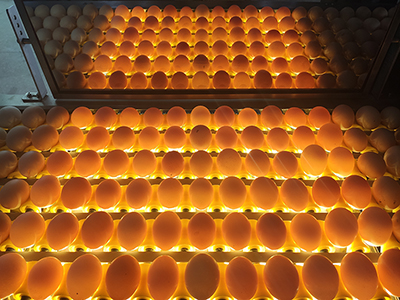 Transfert d’œufs par aspiration & Table d’accumulateur