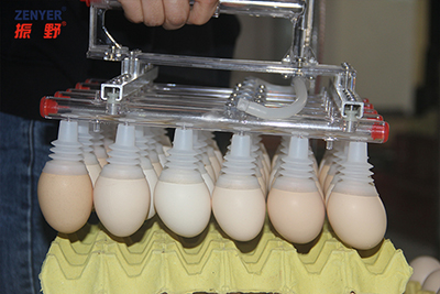 Transfert d'œufs par aspiration 602